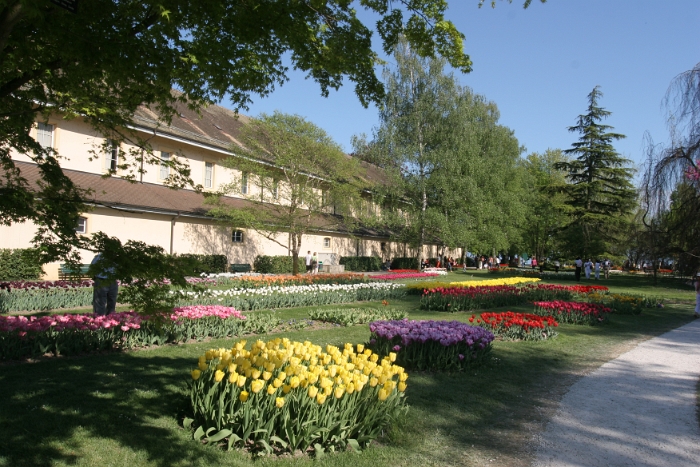 Tulipes a Morges 2007 - 210